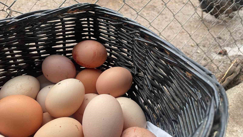 Yumurta üretimi 6 ayda 330 milyon adet azaldı