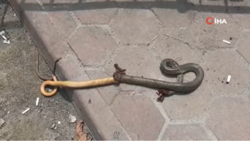 Kendisini ısıran yılanı poşete koyup acile geldi