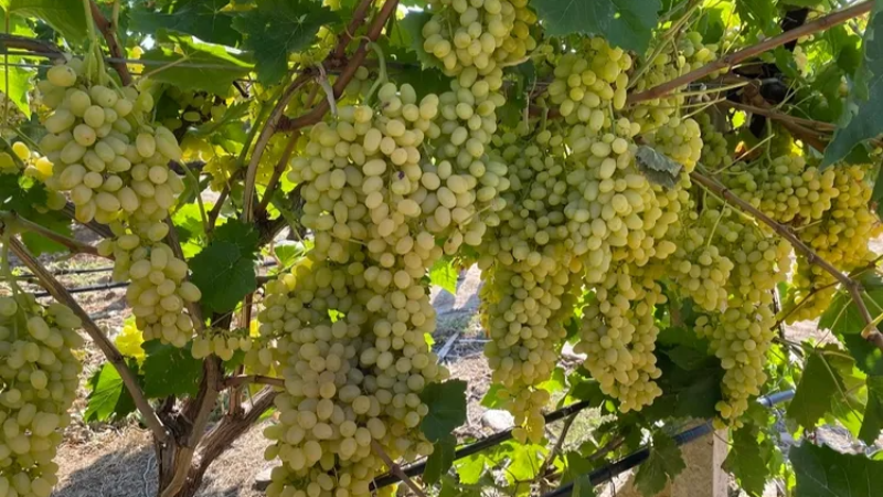 Sultani çekirdeksiz üzümde ihracat hazırlığı sürüyor