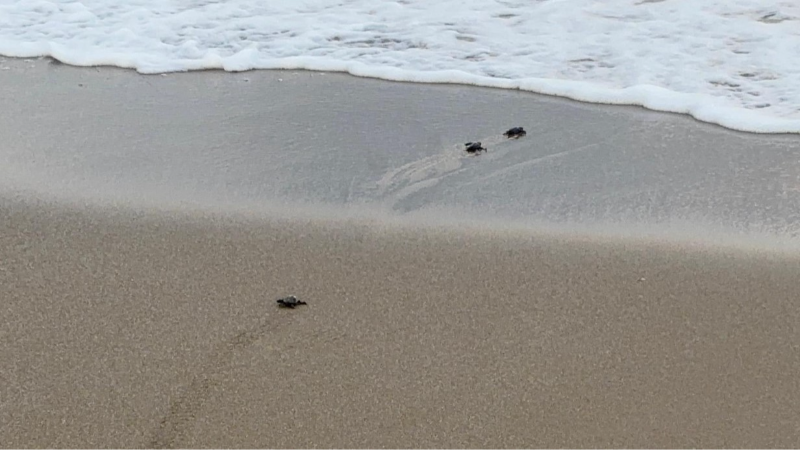 Antalya’da yavru caretta carettaların denize ulaşabilmesi için gönüllüler nöbet tutuyor