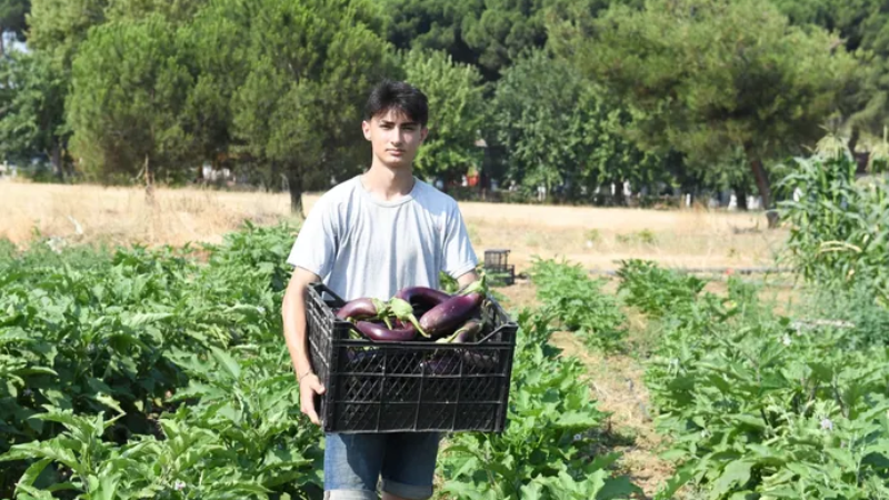 Gazi Tarım’da ilk hasat gerçekleşti