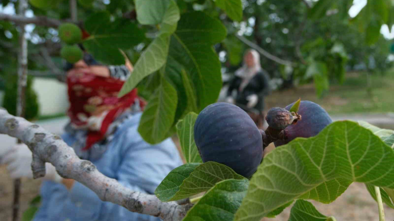 Bursa'nın kraliçe incirinde hasat ve ihracat başladı