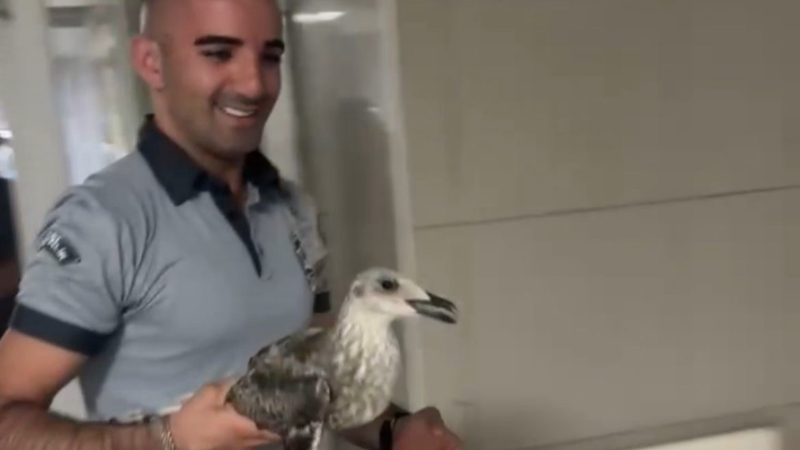 Martı acili birbirine kattı