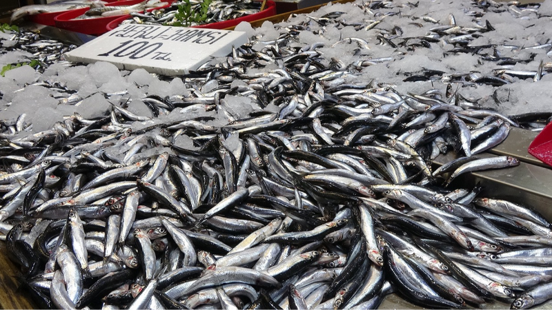Karadeniz’de hamsi bereketi sürüyor