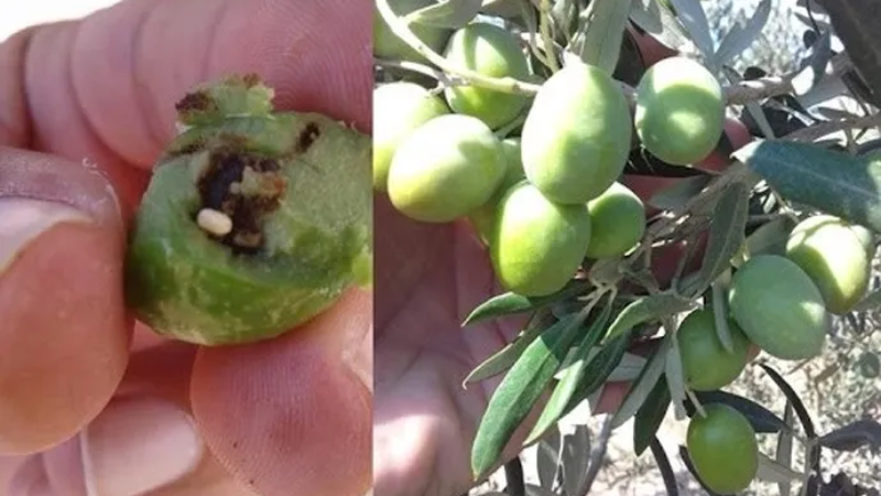 Mudanya'da zeytin üreticilerine takoz uyarısı