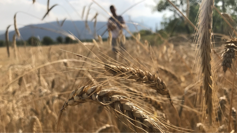 Dünya tahıl arzında rekor beklenti