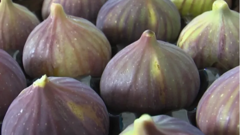 UYMSİB: Bursa siyah inciri ihracatında zor yıl