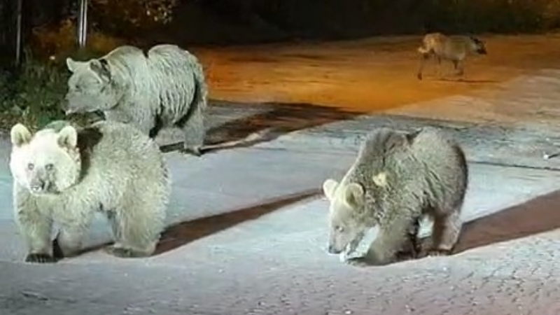 Dağcılar ayılarla burun buruna geldi