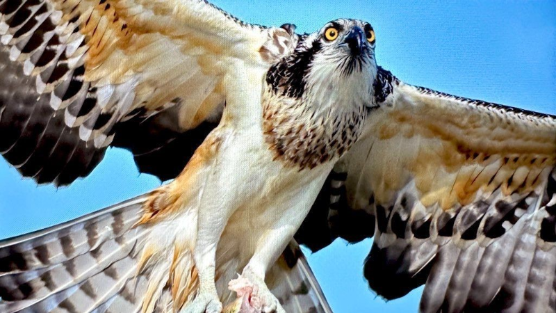 Türkiye’de nadir görülen balık kartalı Bursa’da görüntülendi