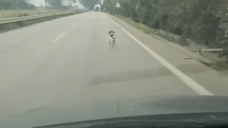 Bursa’da yağmura aldırış etmeden koşan köpek yürekleri burktu