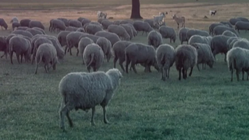 Küçükbaş ve sürü sağlığı ödemeleri artıyor!