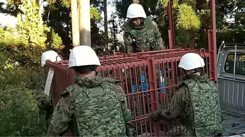 Japonya'da ayılar 12 kişiyi öldürdü