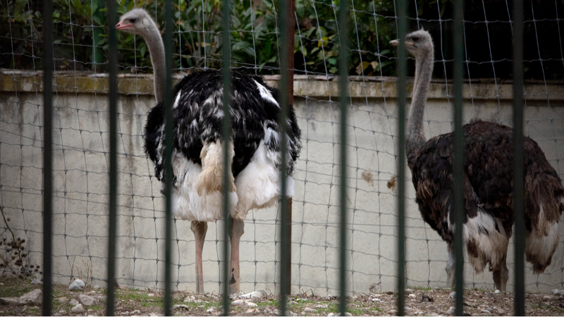 Avrupa'da kuş gribi alarmı!