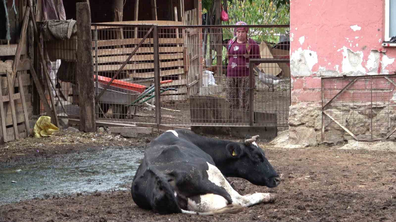 Şapa karşı en radikal koruma aşı