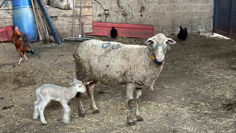 Hayvanlara küflü domates yedirmeyin, idrar içirmeyin”