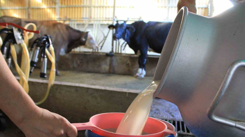 Süt Üretiminde Düşüş, Ayran ve Kefirde Artış!