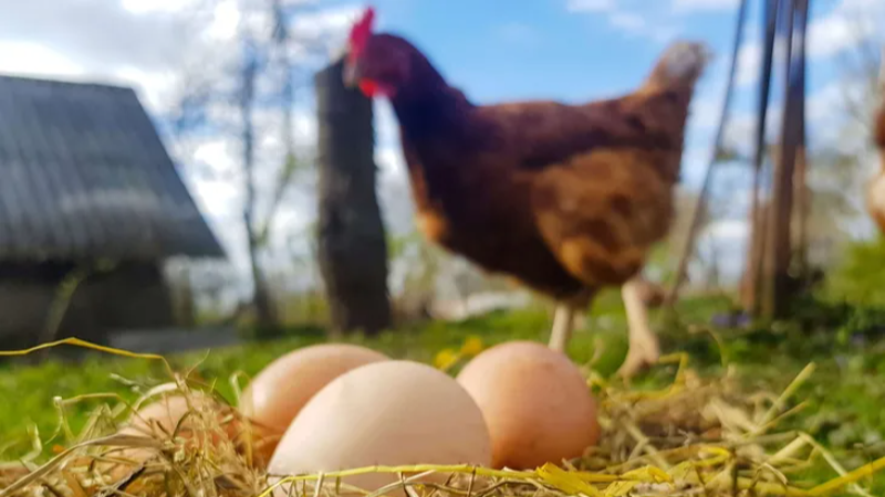 Tavuk eti üretimi 228 bin tonu aştı