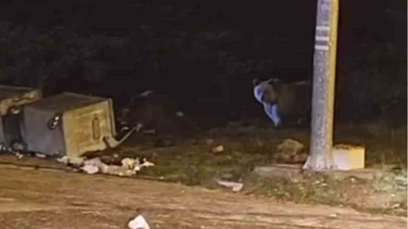 Uludağ’da kış uykusuna yatmayan ayılar, çöp konteynerlerini talan etti