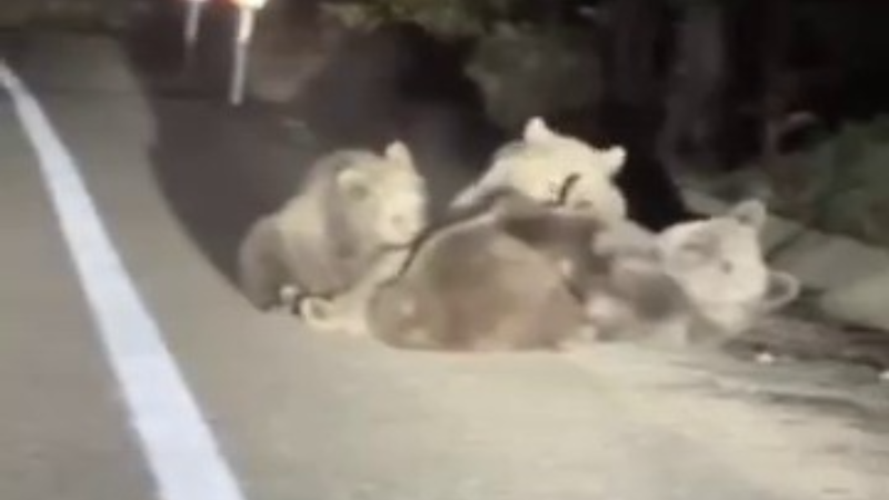 Uludağ’da vahşi doğanın en tatlı anı