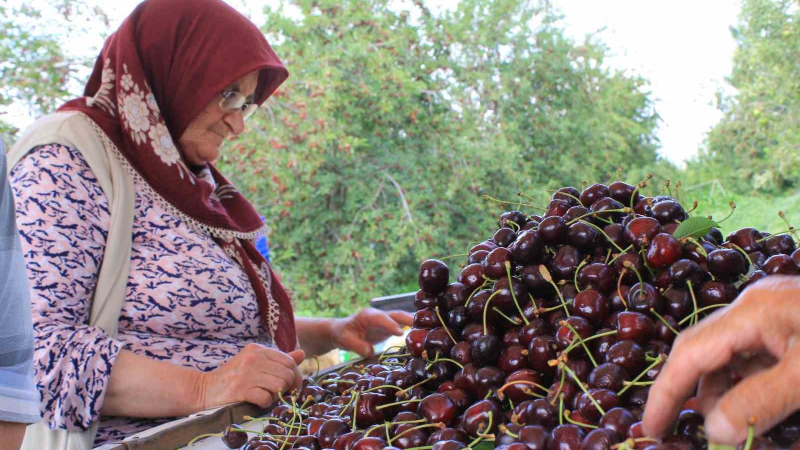 Dondurulmuş kirazda da dünya lideriyiz