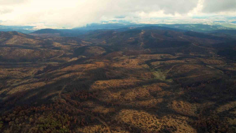 Bursa'ya 300 Bin Fidan İçin İlk Adım Atıldı