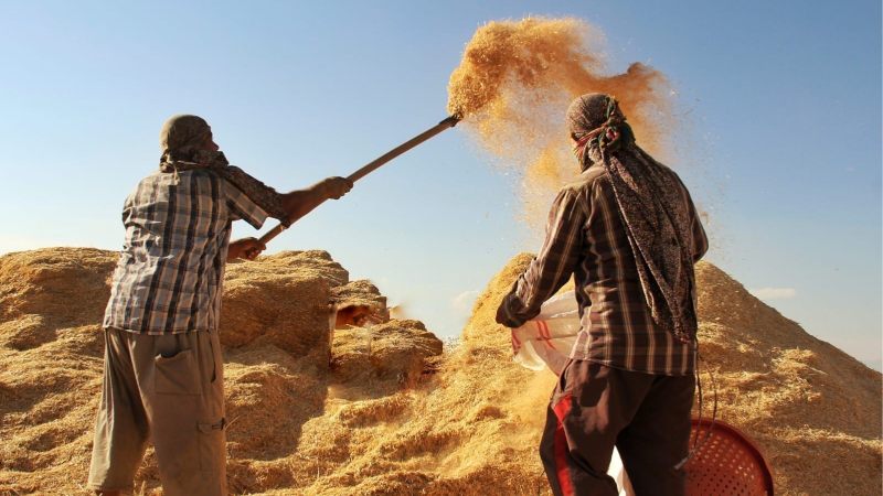 Tarım-GFE yıllık yüzde 34,60 arttı