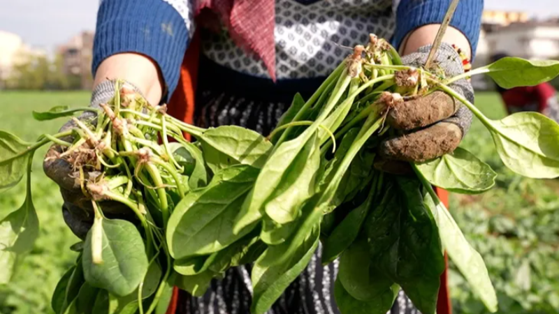 Osmangazi'de doğal tarım hamlesi!