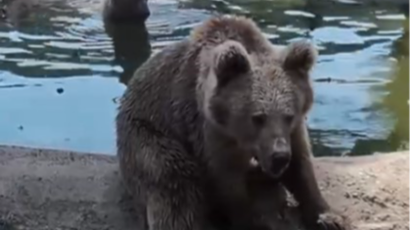 Kış uykusundan önce son banyo