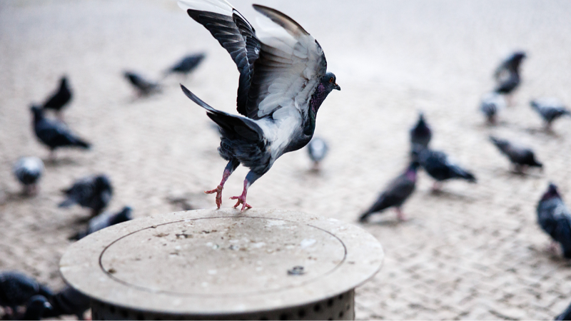 Rusya'dan güvercinlerin uçuşuna yön veren "biyodron" projesi