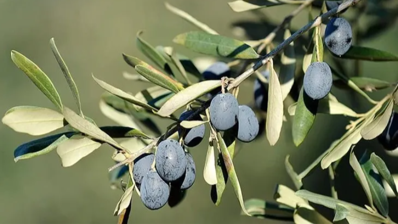 İşte Bursa'da zeytin üreticisinin en büyük sorunu