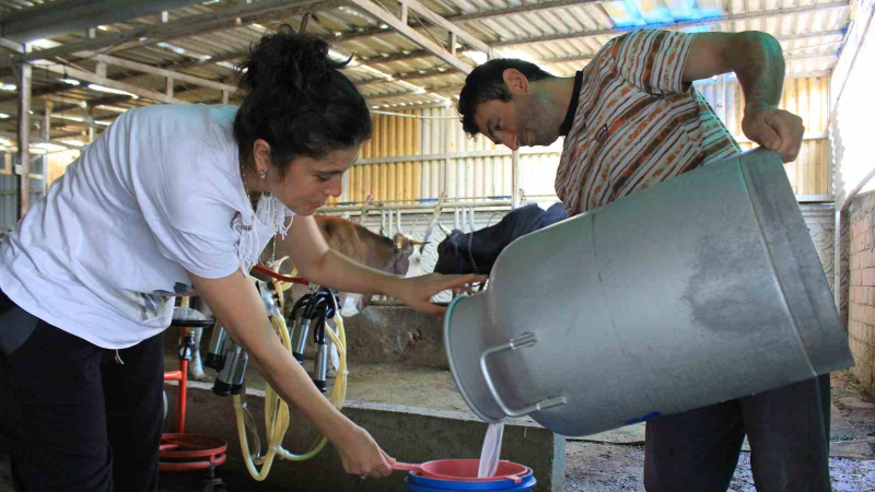 Şapın vurduğu üreticiler süt fiyatında güncelleme istiyor