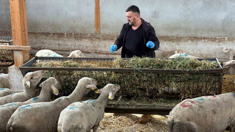 Şap mağduru üreticiler destek bekliyor