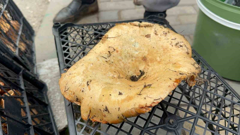 Yağmur yağdı,fiyatı düştü