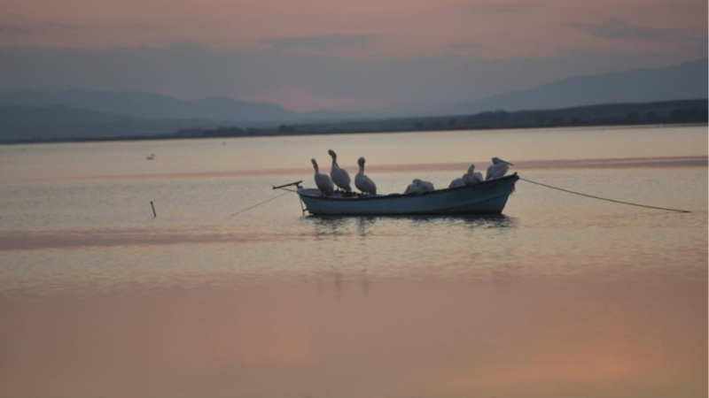 Karacabey’de çeltik ekimi yasaklandı