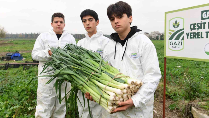 Osmangazi’de pırasa hasadıyla doğallık sofralara taşınıyor