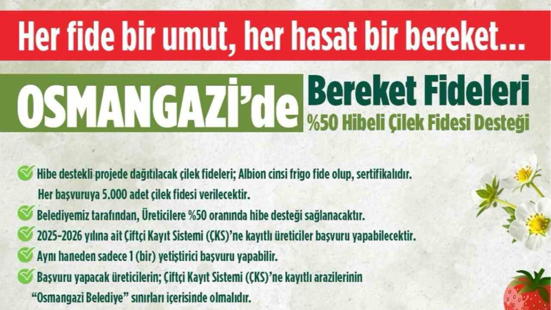 Osmangazi Belediyesi yüzde 50 hibeli çilek fidesi dağıtacak