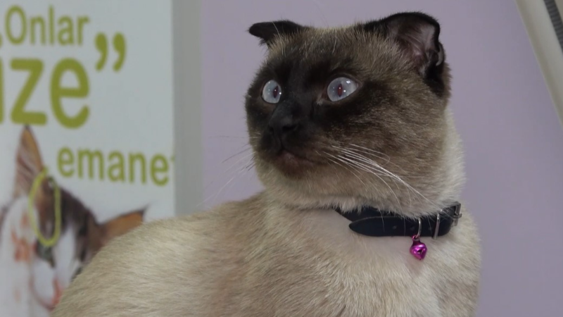 Evcil hayvan sahiplerine "mikroçip" uyarısı