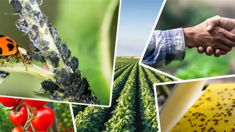 Tarımsal destek ödemelerine ayar